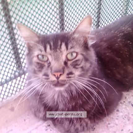 Photo 1/1 havane Chat lost in Marseille