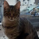 Picture of cat lost at Poitiers