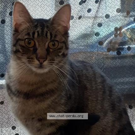 Photo 1/1 Pimousse Chat lost in Poitiers