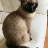 Picture of cat lost at Villeneuve Saint Denis