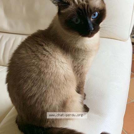 Photo 1/1 Biba Chat lost in Villeneuve saint denis