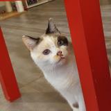 Picture of cat lost at Servian