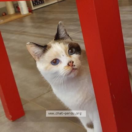 Photo 1/1 Pipoune Chat lost in Servian