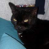 Picture of cat lost at La Chapelle Launay