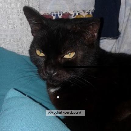 Photo 1/1 jazzy Chat lost in La chapelle launay