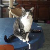 Picture of cat lost at Pre En Pail St Samson