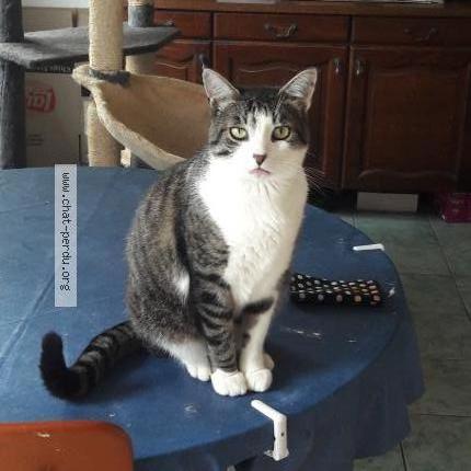 Photo 1/1 pti gris Chat lost in Pre en pail st samson