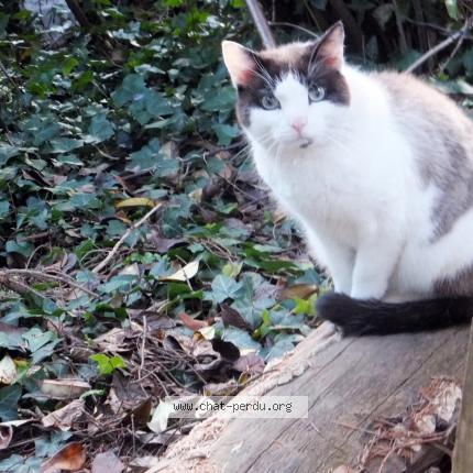 Photo 1/1 TIGROU Chat lost in Strasbourg neudorf