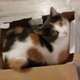 Picture of cat lost at Istres