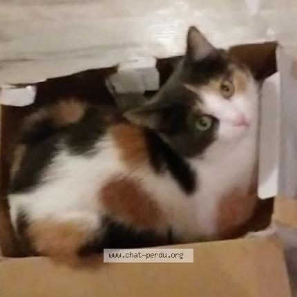 Photo 1/1 MANDEL Chat lost in Istres