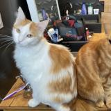 Picture of cat lost at Les Landes Genusson