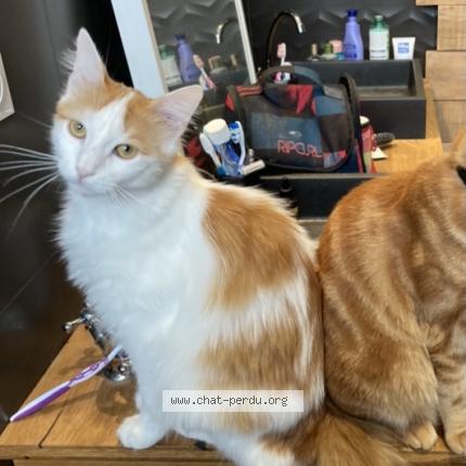 Photo 1/1 Augusto Chat lost in Les landes genusson