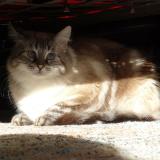 Picture of cat lost at La Celle St Cloud