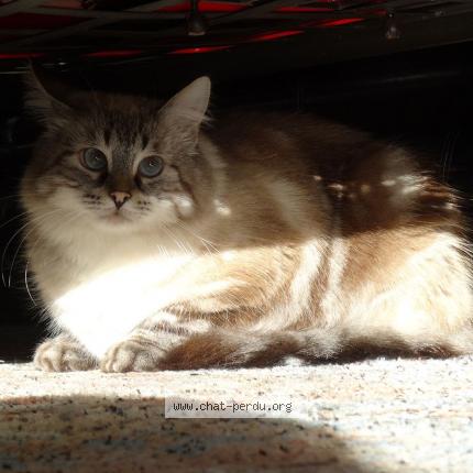 Photo 1/1 IPOD Chat lost in La celle st cloud