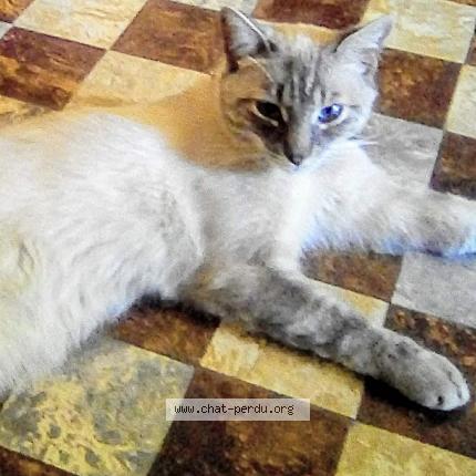 Photo 1/1 Fitzy Chat lost in Bollene