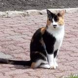 Picture of cat lost at Bethune