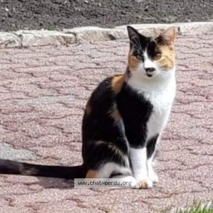 Photo 1/1 Olympe Chat lost in Bethune
