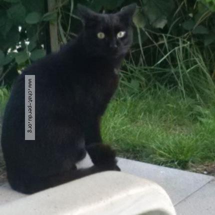 Photo 1/1 Found cat Found in Epinal
