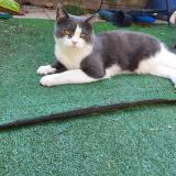 Picture of cat lost at Jupille Sur Meuse