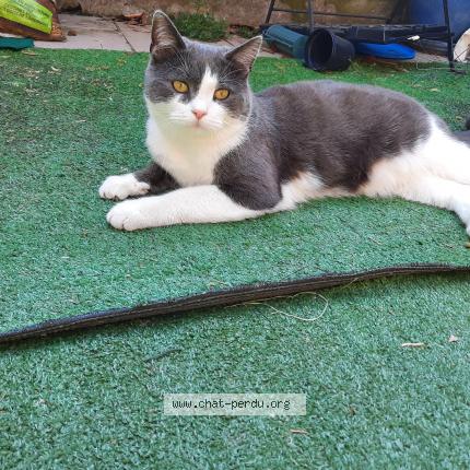 Photo 1/1 Gribouille Chat lost in Jupille sur meuse