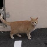 Picture of cat lost at Ollioules