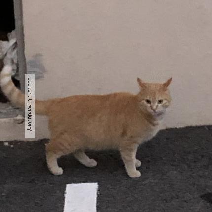 Photo 1/1 Poussy Chat lost in Ollioules