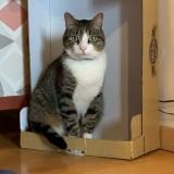 Picture of cat lost at Carcassonne