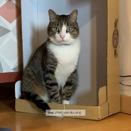 Photo 1/1 Truffe Chat lost in Carcassonne