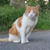 Picture of cat lost at Vaulion Le Plane