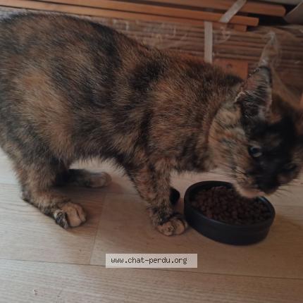 Photo 1/1 Hikari Chat lost in La menitre
