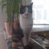 Picture of cat lost at Dijon