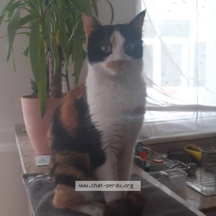 Photo 1/3 Cilli Chat lost in Dijon
