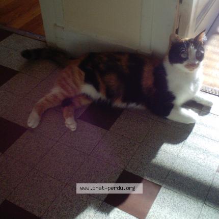 Photo 2/3 Cilli Chat lost in Dijon