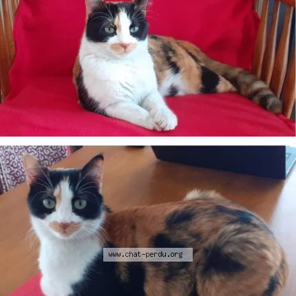 Photo 3/3 Cilli Chat lost in Dijon