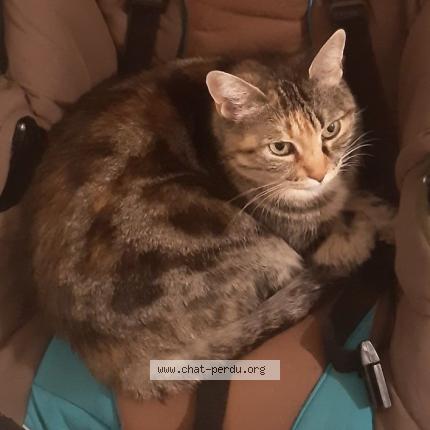 Photo 1/1 Jill Chat lost in Lyon