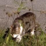 Picture of cat found at Epinal