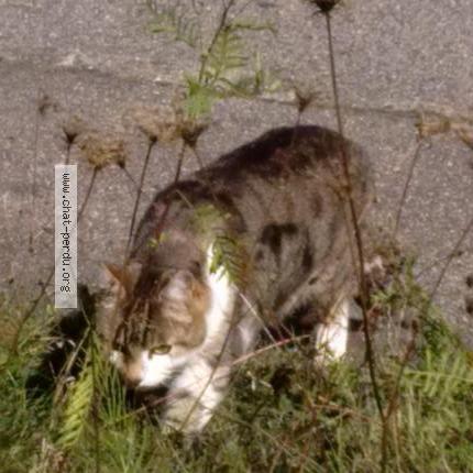 Photo 1/1 Cat reunited Found in Epinal