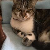 Picture of cat lost at Loctudy