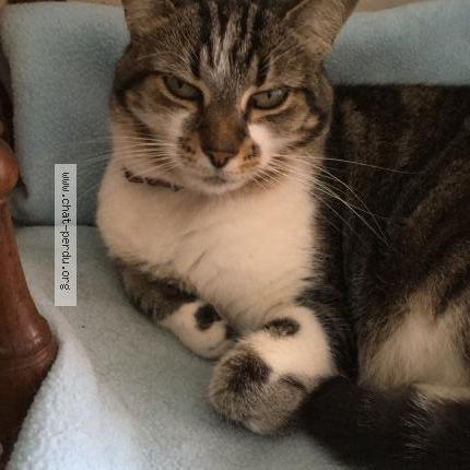 Photo 1/1 PERLE Chat lost in Loctudy