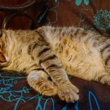 Picture of cat lost at Thiers