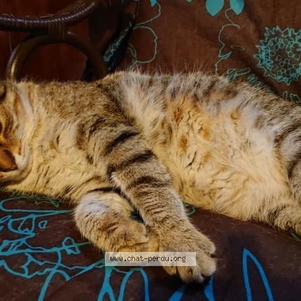 Photo 1/1 POUNTY Chat lost in Thiers