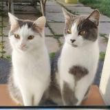 Picture of cat lost at Bouin