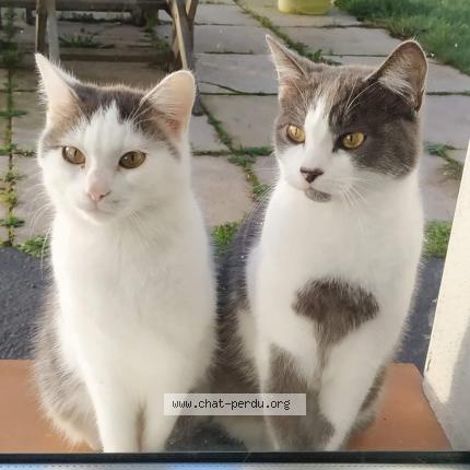 Photo 1/1 Smock Chat lost in Bouin