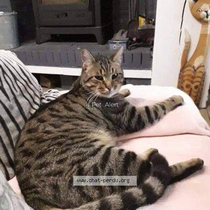 Photo 1/2 Peanut Chat lost in Bertheauville