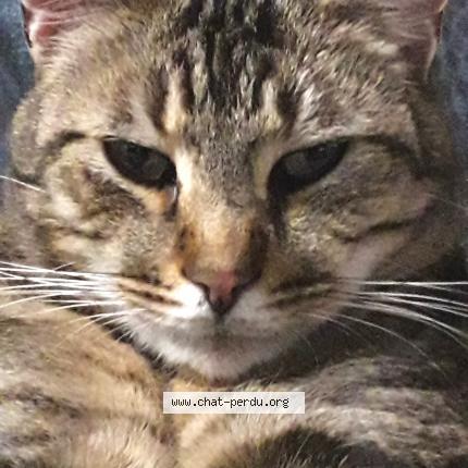 Photo 2/2 Peanut Chat lost in Bertheauville