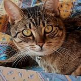 Picture of cat lost at Marseillan