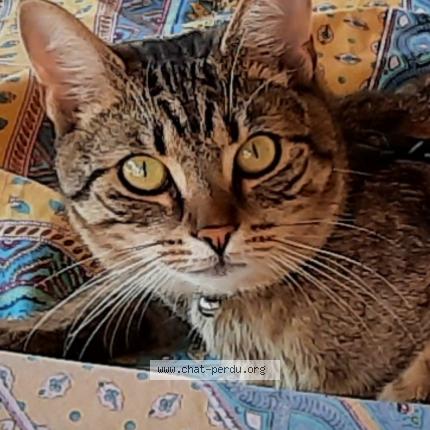 Photo 1/1 PEPITO Chat lost in Marseillan