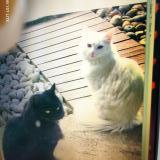 Picture of cat lost at Oissy