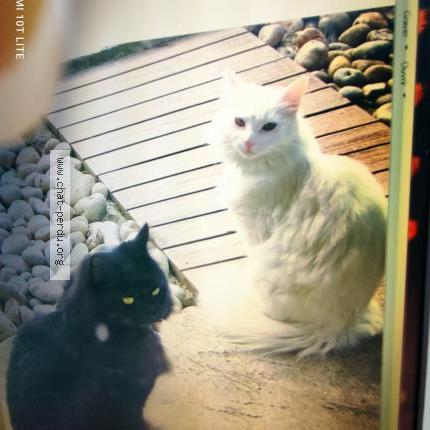 Photo 1/1 FLOCON Chat lost in Oissy