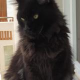 Picture of cat lost at Faverges Verscheres